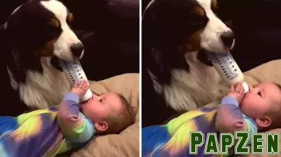 Heartwarming Moments: Australian Shepherd Nurtures Baby with Bottle Feeding